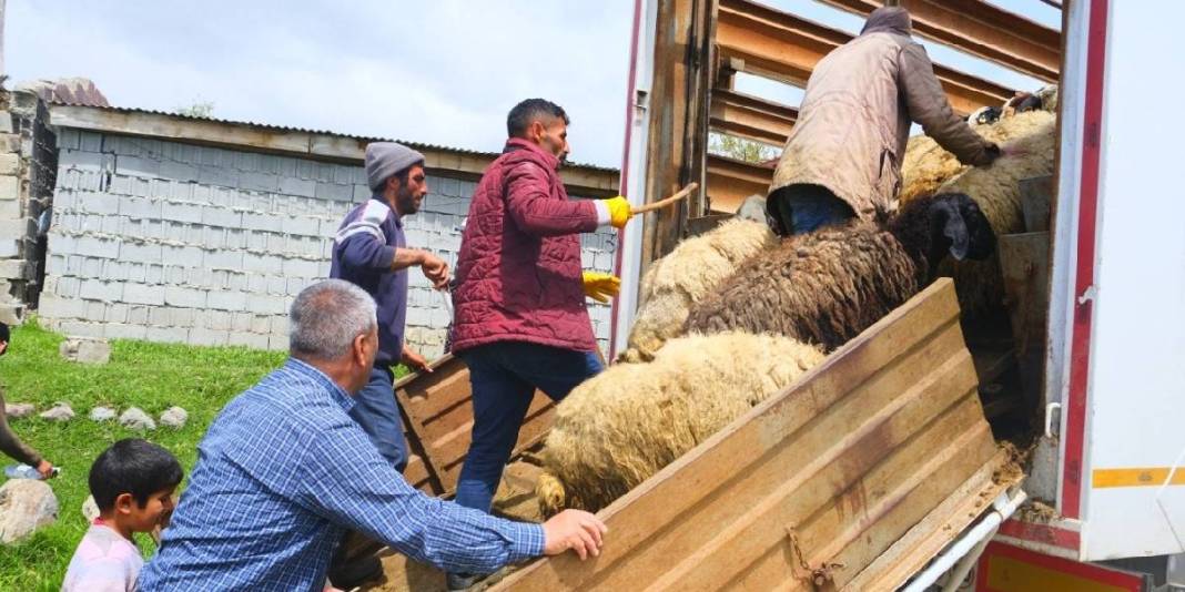 Meşhur tulum peyniri için mesai başlıyor! Üreticiler yüksek rakımlı yayla yolculuğuna hazır 2